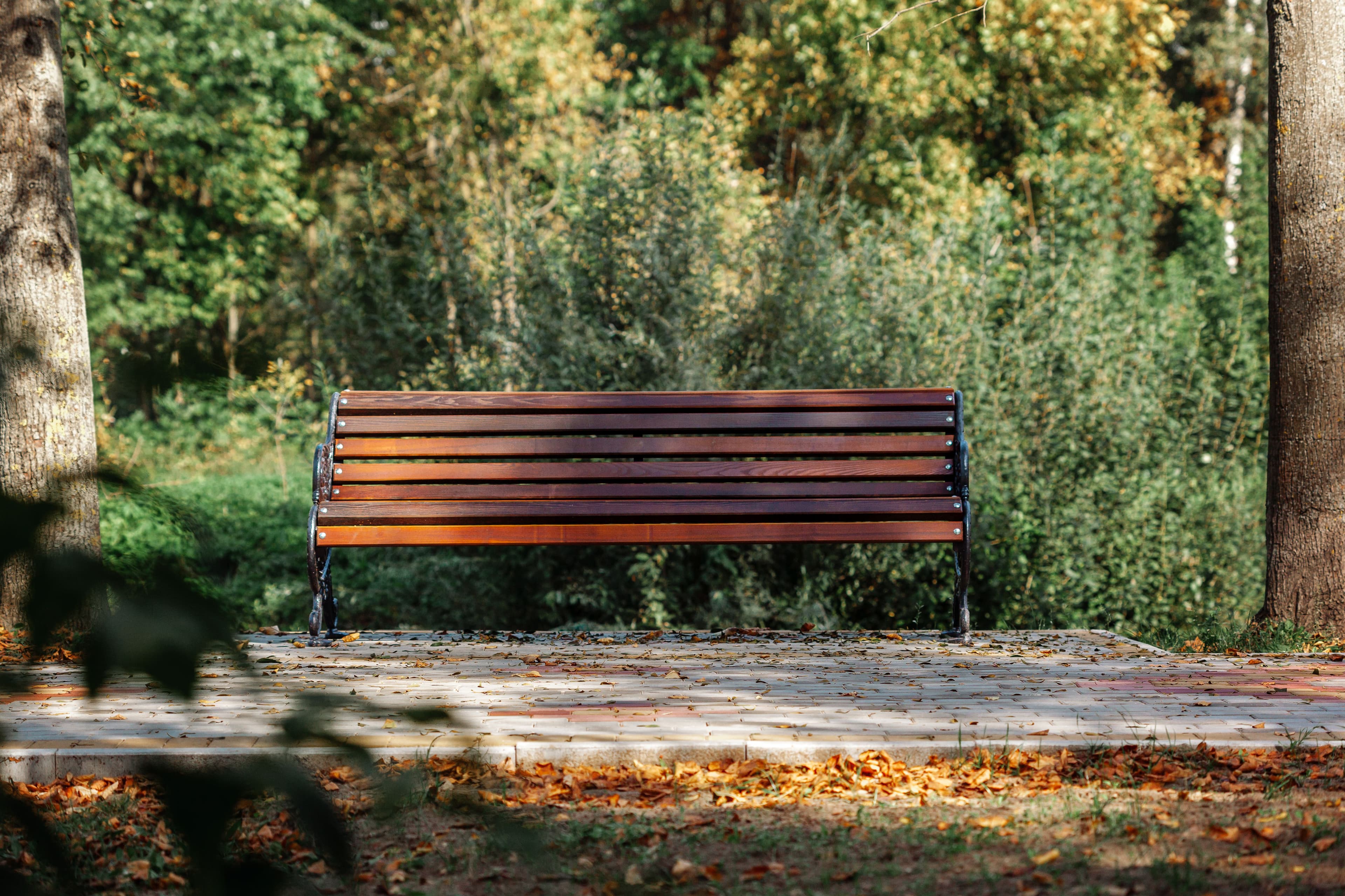 Wooden park bench surrounded by trees and autumn leaves